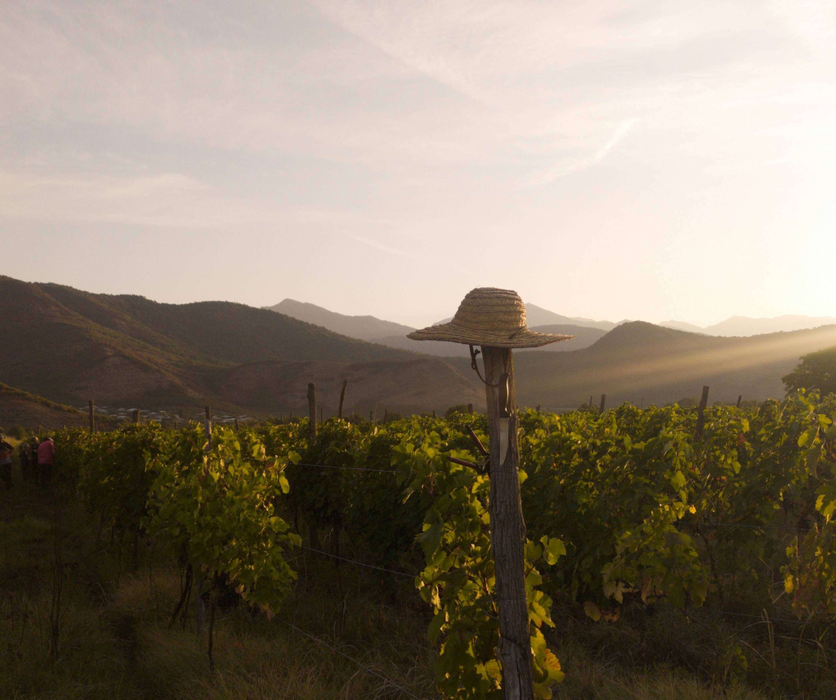 Vineyards in Kakheti in evening light, with the Caucasus foothills behind